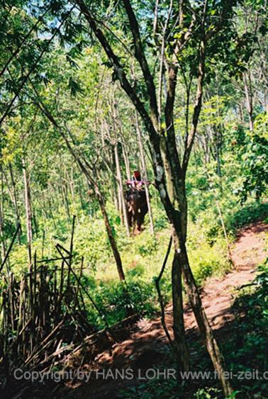 15 Thailand 2002 F1130009 Khao Lak Ausflug Elefantentrekking_478